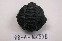 藏品(三葉蟲)的圖片